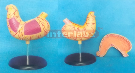 BIG HEALTH STOMACH (2 PCS) MAGNIFIED ON BASE